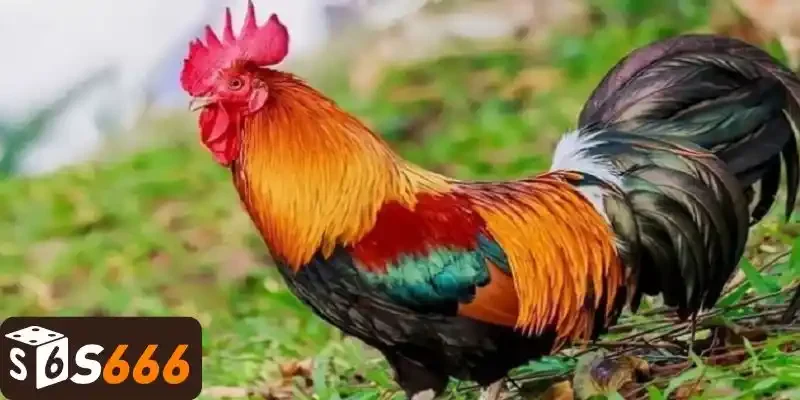 Gà Điều Thuộc Mạng Gì? - Cách Xác Định Trong Ngũ Hành