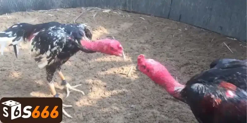 Giống Gà Đòn - Bí Kíp Chọn Lọc Gà Chọi Xuất Sắc Nhất