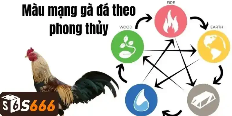 Màu Mạng Gà Đá - Kinh Nghiệm Xem Phong Thủy Trong Đá Gà